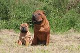 SHAR-PEI 842